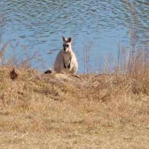 Is this an albino wallaby? It was very pale and shone in the sun.