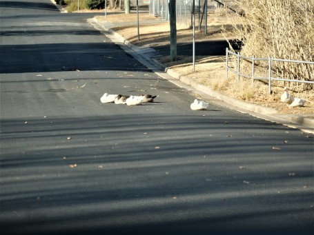Some geese try to get warm on the road.
