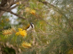 The Blue-faced honeyeater is a regular photo-bomber.