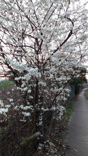 blossom walk