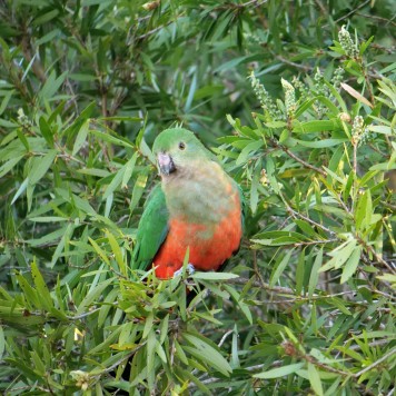 Female King Parrot (Alisterus scapularis)