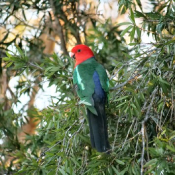 Male King Parrot (Alisterus scapularis)