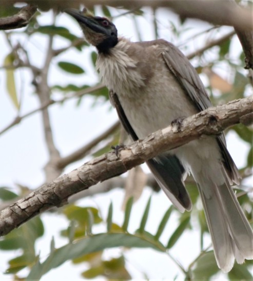 Noisy friarbird (Philemon corniculatus)