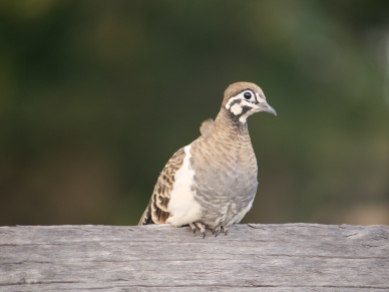Squatter Pigeon (Geophaps scripta) - listed as vulnerable