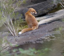 fox4