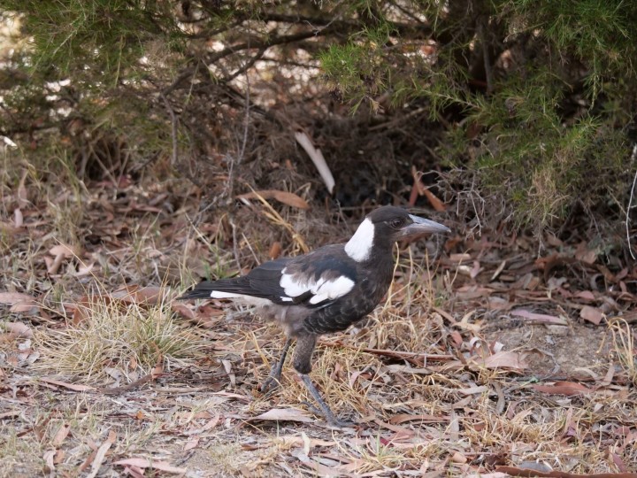 hot hungry magpie chick.jpg